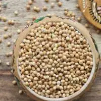 Yellow Millet Seeds 