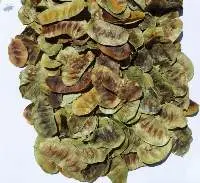 Senna Pods