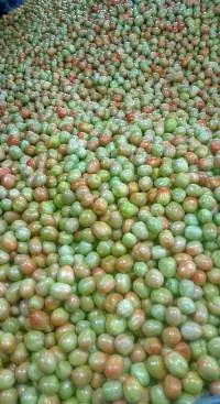 Fresh Tomatoes