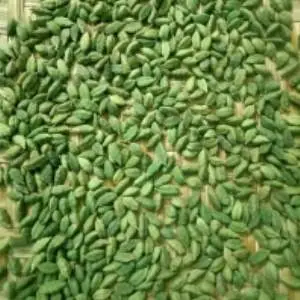 Fresh Green Indian Cardamom