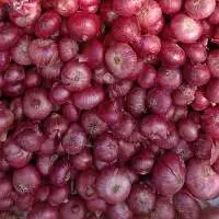 Fresh Indian Red Onion