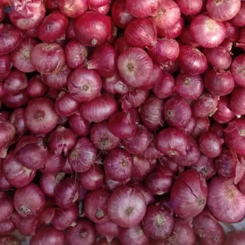 Fresh Indian Red Onion