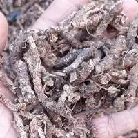 Picrorhiza Kurroa