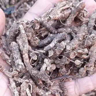 Picrorhiza Kurroa