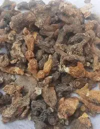 Polygonatum Root, Huang Jing