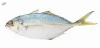 Yellow Tail Scad