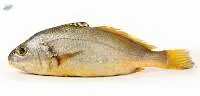 Yellow Croaker
