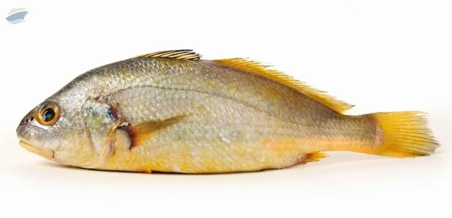 Yellow Croaker