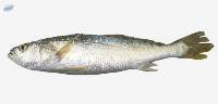 Premium Frozen Tiger Tooth Croaker Fish Export
