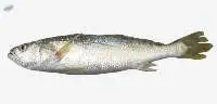 Premium Frozen Tiger Tooth Croaker Fish Export