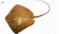 Sting Ray