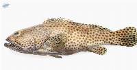 Premium Frozen Spotted Grouper Fish