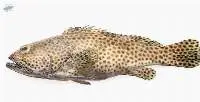 Premium Frozen Spotted Grouper Fish