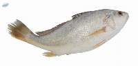 Premium Silver Croaker Fish Export Quality