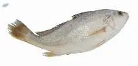 Premium Silver Croaker Fish Export Quality