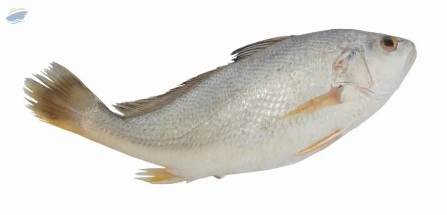 Premium Silver Croaker Fish Export Quality