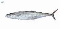 Frozen Seer Fish
