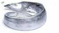 Ribbon Fish