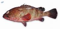 Premium Reef Cod Red Grouper Export Quality