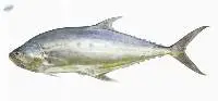 Queen Fish