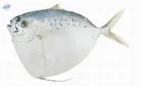 Moon Fish