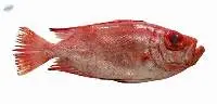 Frozen Bull Eye Fish
