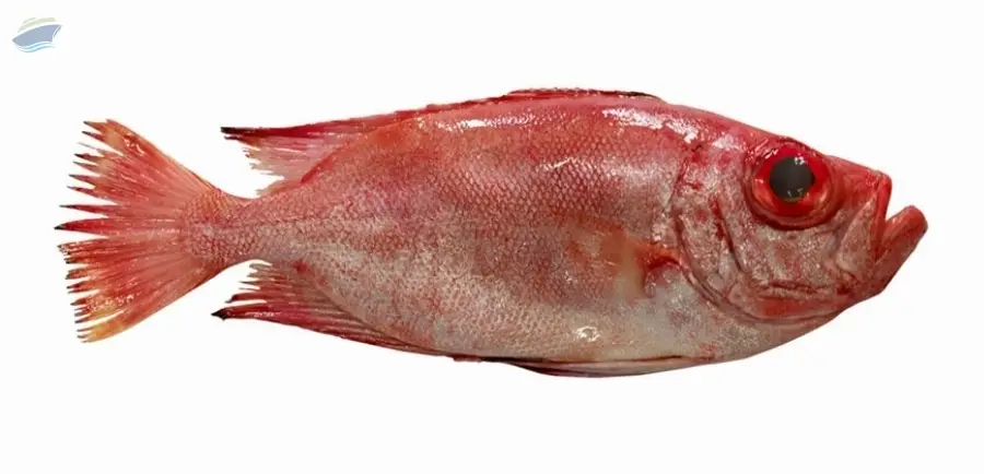 Frozen Bull Eye Fish
