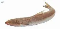 Frozen Lizard Fish