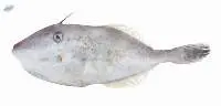 Leather Jacket Fish