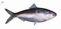 Frozen Katti Fish