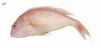 Japanese Threadfin Bream