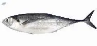 Horse Mackerel