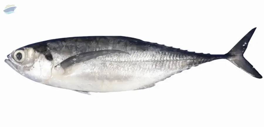 Horse Mackerel