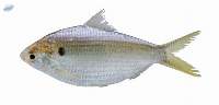 Premium Frozen Hilsa Fish Export Quality
