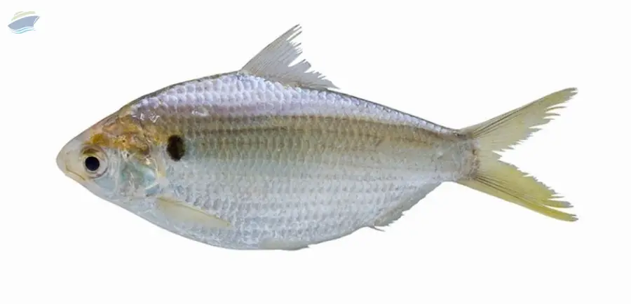 Premium Frozen Hilsa Fish Export Quality