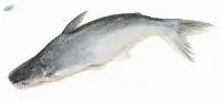 Cat Fish