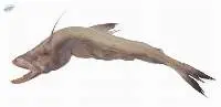 Bombay Duck