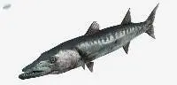 Frozen Barracuda Fish