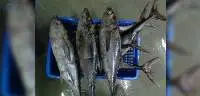Frozen Longtail Tuna