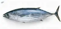 Skip Jack Tuna