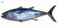 Frozen Yellowfin Tuna