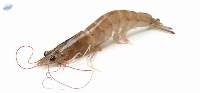 Premium Vannamei Shrimp Export Quality
