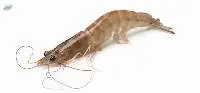 Premium Vannamei Shrimp Export Quality