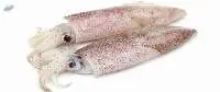 Loligo Squid Whole