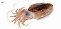 Whole Round Cuttlefish