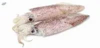 Loligo Squid Whole