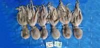 Premium Whole Round Octopus Export Quality
