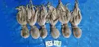 Premium Whole Round Octopus Export Quality
