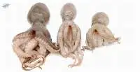 Whole Round Octopus