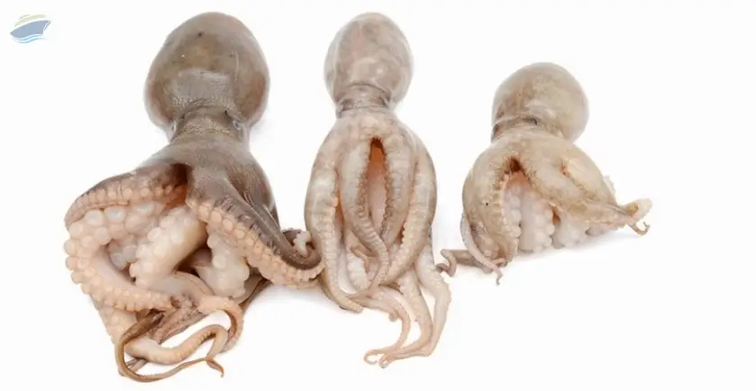 Whole Round Octopus